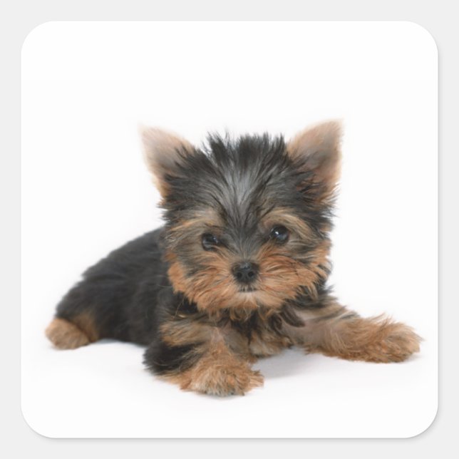 Cute Yorkshire Terrier Puppy Square Sticker (Front)
