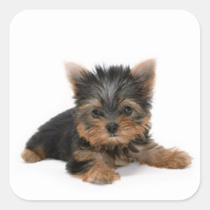 Cute Yorkshire Terrier Puppy Square Sticker