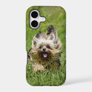 Cute Yorkshire Terrier Running Through Grass