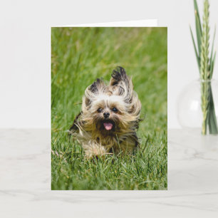 Cute Yorkshire Terrier Running Through Grass Card