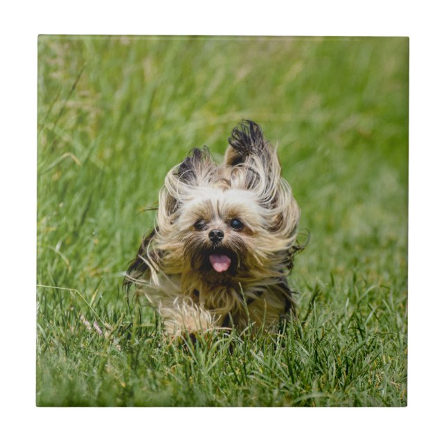 Cute Yorkshire Terrier Running Through Grass Ceramic Tile (Front)