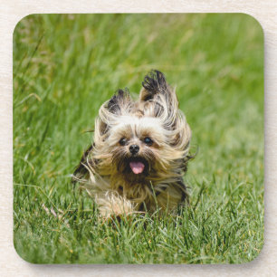 Cute Yorkshire Terrier Running Through Grass Coaster