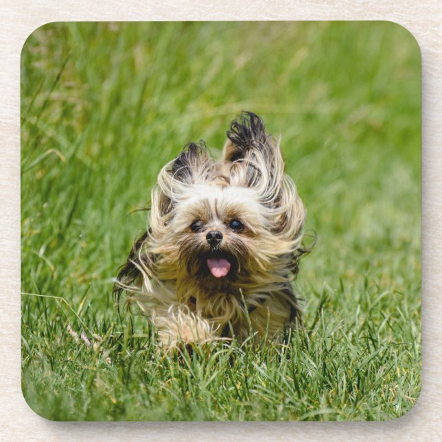Cute Yorkshire Terrier Running Through Grass Coaster (Front)