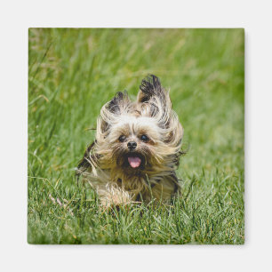 Cute Yorkshire Terrier Running Through Grass Magnet