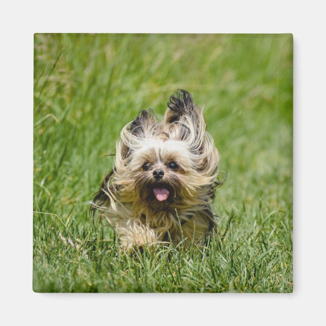 Cute Yorkshire Terrier Running Through Grass Magnet (Front)