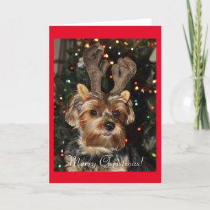 Cute Yorkshire Terrier with Reindeer Antlers Holiday Card