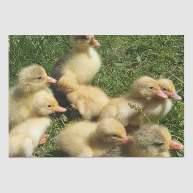 cute young animals from the farm  tissue paper (Front)