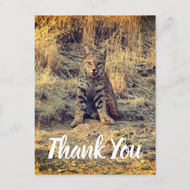 Cute Young Bobcat Thank You Postcard (Front)