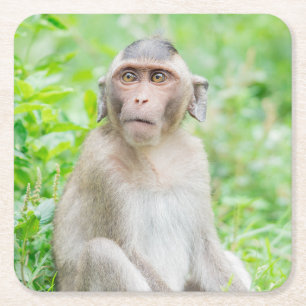 Cute Young Brown Spider Monkey Square Paper Coaster