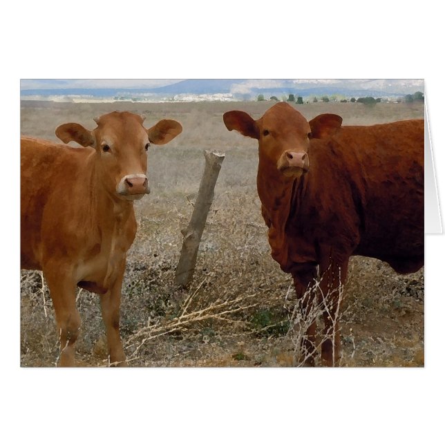 Cute Young Couple - Red Cows Heifer Horns - Blank (Front Horizontal)