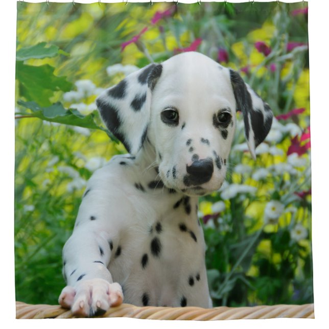 Cute Young Dalmatian Dog Puppy, Tub Shower Curtain (Front)