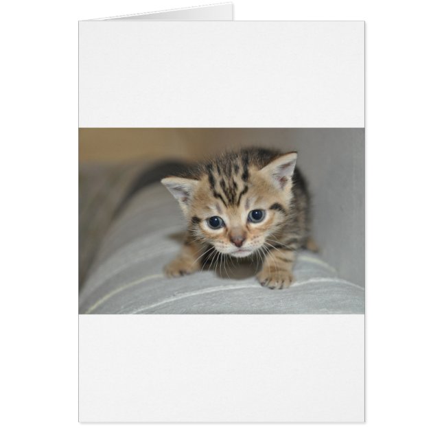 Cute Young Kitten (Front)