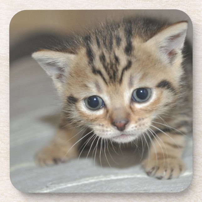 Cute Young Kitten Coaster (Front)