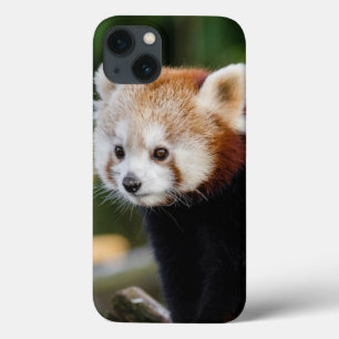 Cute Young Red Panda Bear iPhone 13 Case