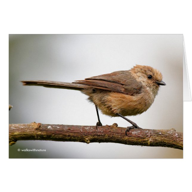 Cute Young Songbird on the Hybrid Fruit Tree (Front Horizontal)