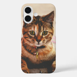 Cute Young Tabby Cat Kitten Kitty Pet iPhone 16 Case