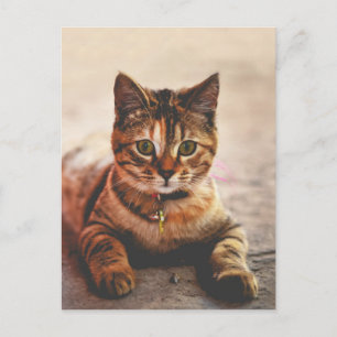 Cute Young Tabby Cat Kitten Kitty Pet Postcard