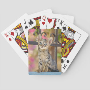 Cute Young Tabby Kitten with Blue Eyes in a Garden Playing Cards