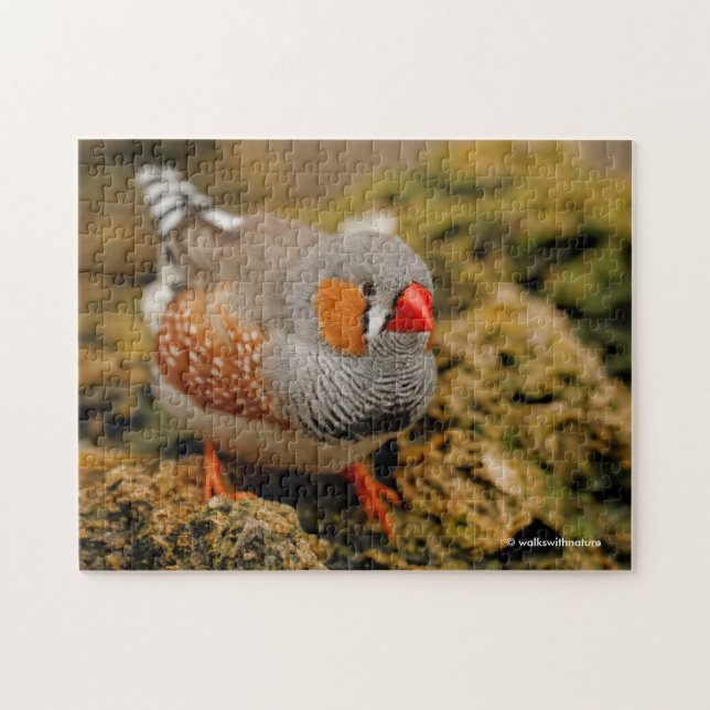 Cute Zebra Finch Songbird on the Rocks Jigsaw Puzzle (Horizontal)