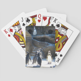 Cute zoo penquins playing cards