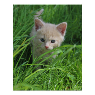 Cuteness Poster