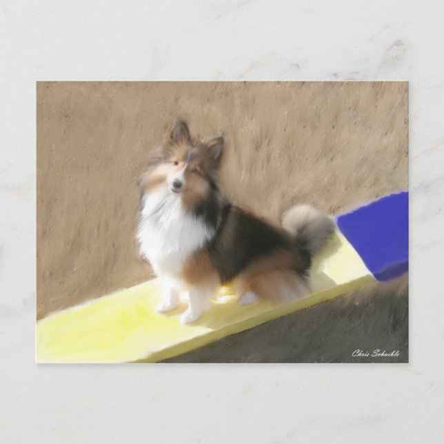 CuteShetland Sheepdog sitting on a teeter Postcard (Front)