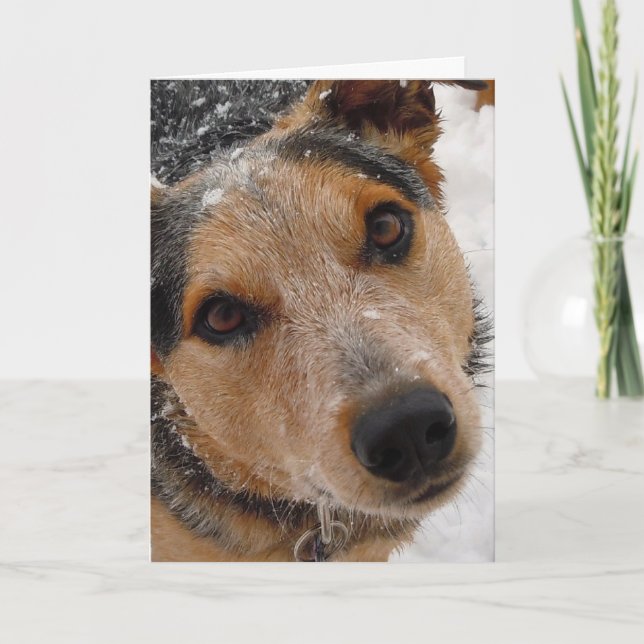 Cutest Australian Cattle Dog Christmas or Holidays Holiday Card (Front)