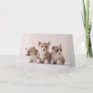 Cutest Baby Animals 3 Baby Corgis Card