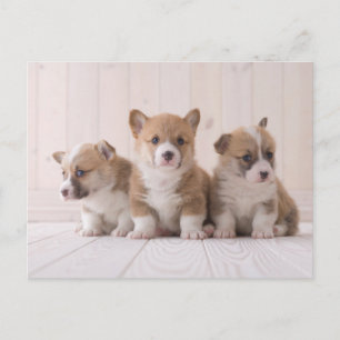 Cutest Baby Animals   3 Baby Corgis Postcard