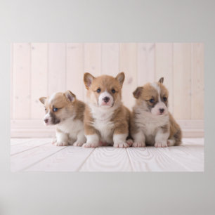 Cutest Baby Animals 3 Baby Corgis Poster