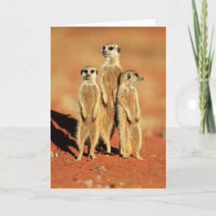 Cutest Baby Animals   3 Meerkats Card