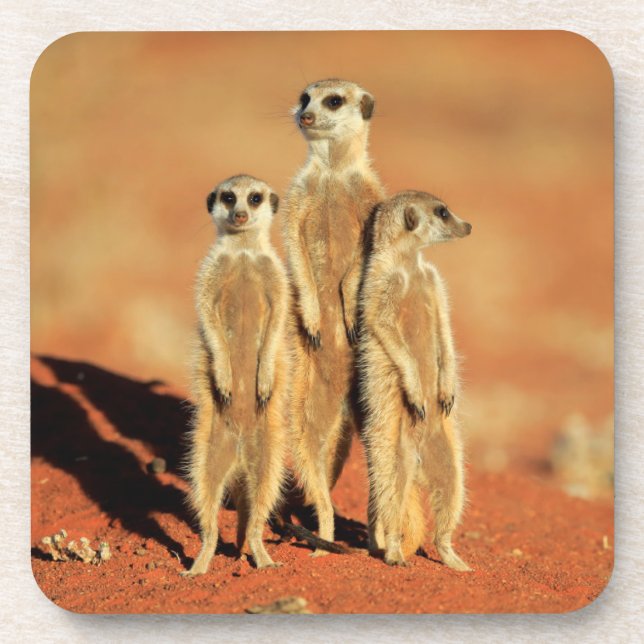 Cutest Baby Animals | 3 Meerkats Coaster (Front)
