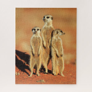 Cutest Baby Animals   3 Meerkats Jigsaw Puzzle