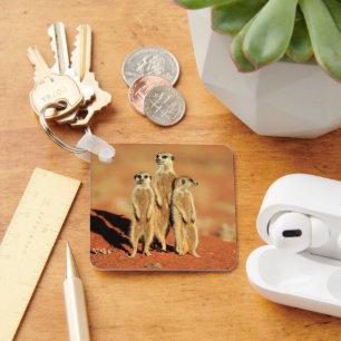 Cutest Baby Animals   3 Meerkats Key Ring