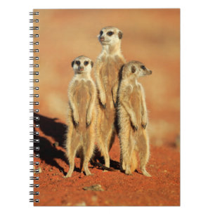 Cutest Baby Animals 3 Meerkats Notebook