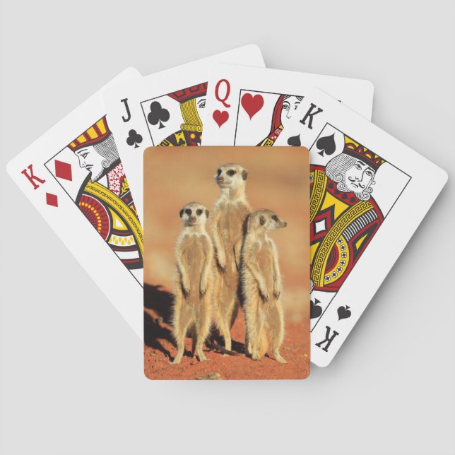 Cutest Baby Animals | 3 Meerkats Playing Cards (Back)