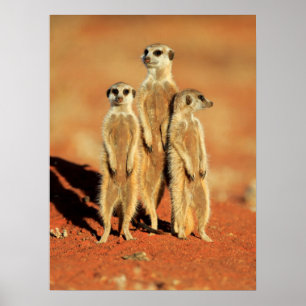 Cutest Baby Animals   3 Meerkats Poster