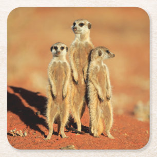 Cutest Baby Animals 3 Meerkats Square Paper Coaster