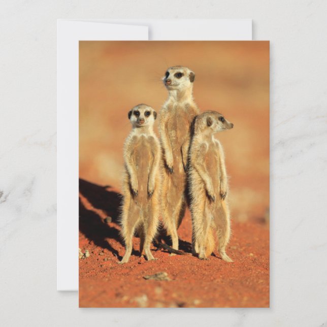 Cutest Baby Animals | 3 Meerkats Thank You Card (Front)