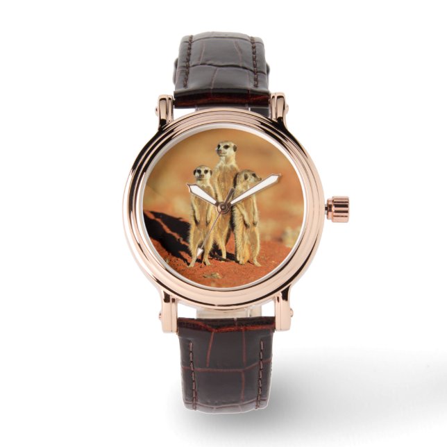 Cutest Baby Animals | 3 Meerkats Watch (Front)