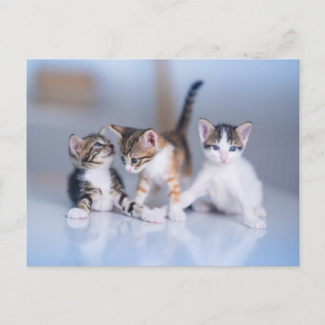 Cutest Baby Animals | 3 Tabby Kittens Postcard (Front)
