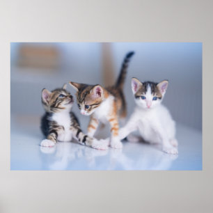 Cutest Baby Animals 3 Tabby Kittens Poster