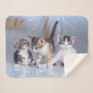 Cutest Baby Animals 3 Tabby Kittens Sherpa Blanket