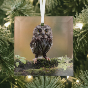 Cutest Baby Animals A Baby Owl Glass Tree Decoration
