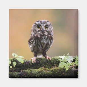 Cutest Baby Animals A Baby Owl Magnet