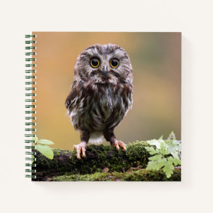 Cutest Baby Animals   A Baby Owl Notebook