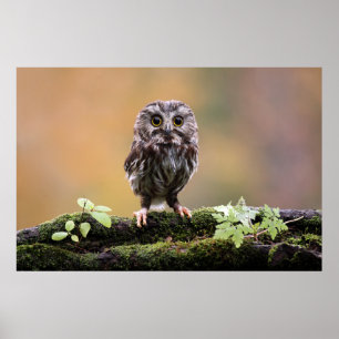 Cutest Baby Animals   A Baby Owl Poster
