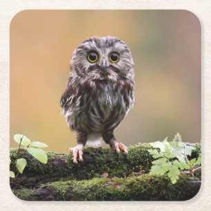 Cutest Baby Animals A Baby Owl Square Paper Coaster