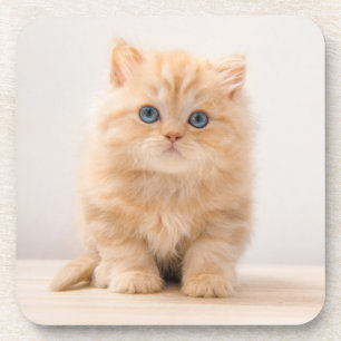 Cutest Baby Animals A British Longhair Kitten Coaster