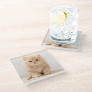 Cutest Baby Animals A British Longhair Kitten Glass Coaster